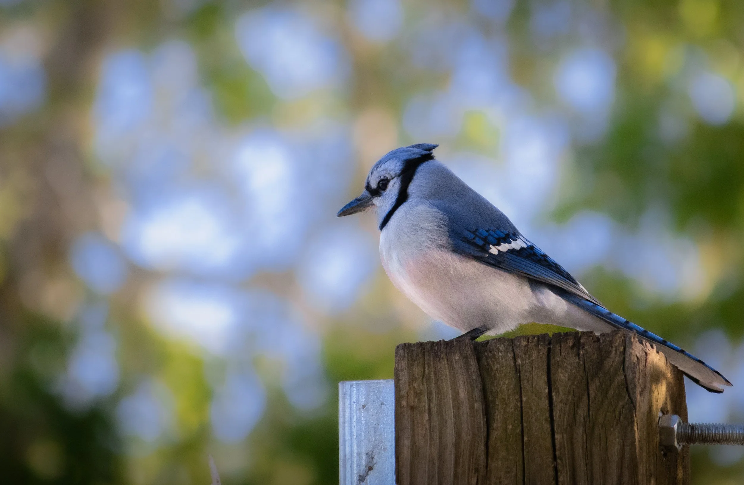 HandsomeBlueJay.jpg