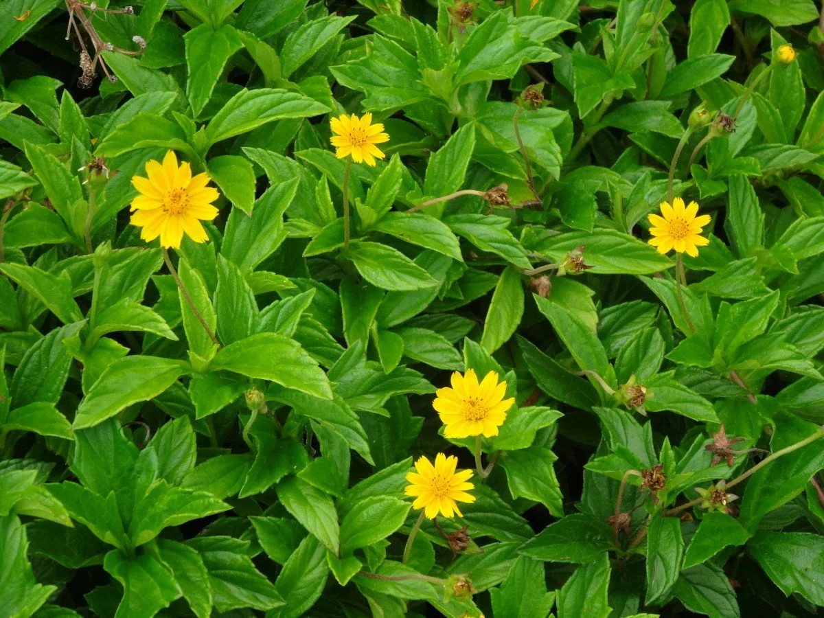 Singapore Daisy