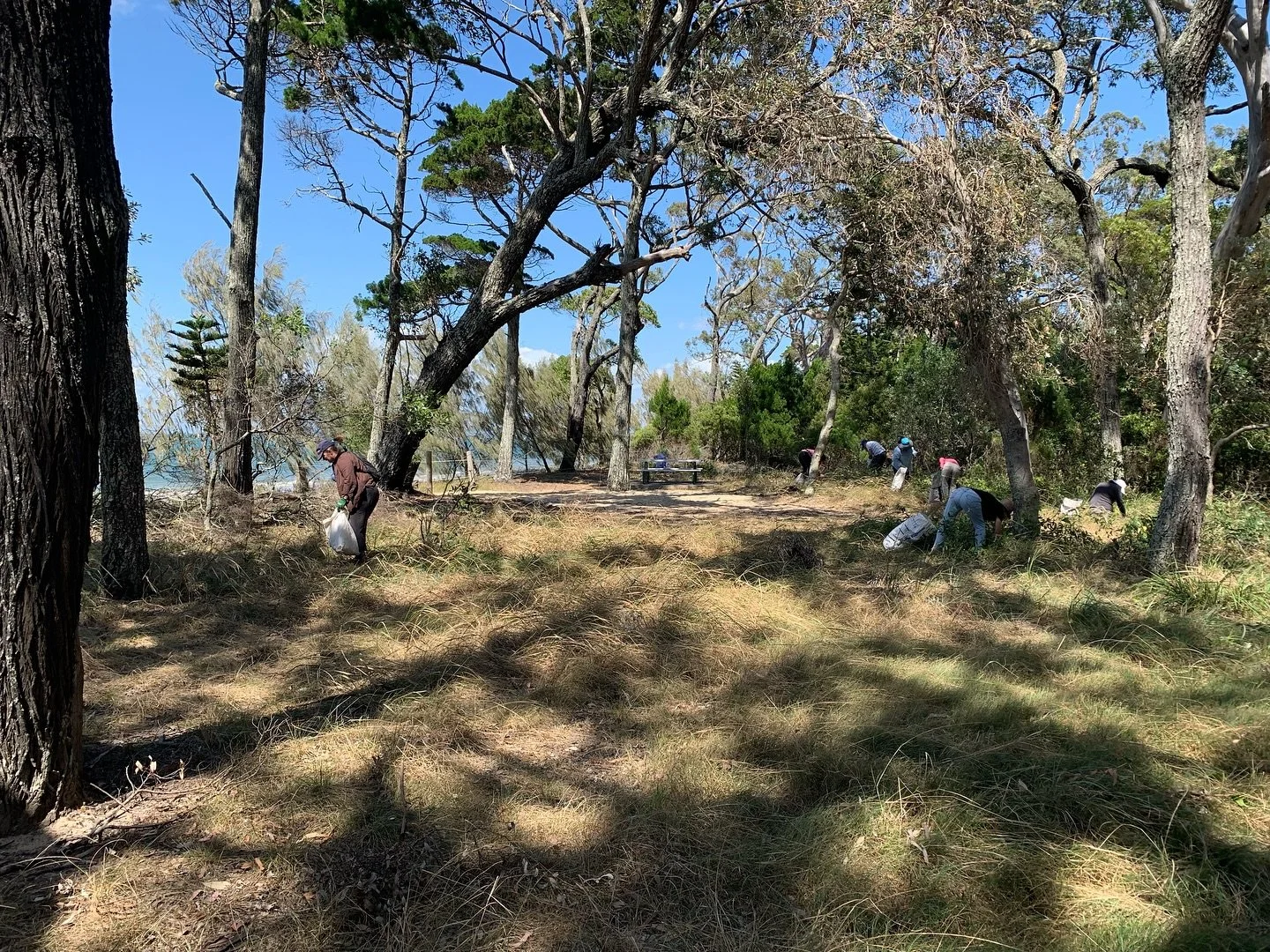 Coastcare volunteers this morning, weeding a stretch on the south east of Coochiemudlo at Outriggers Beach. 
The mean looking machine is the mighty Asparagus (Fern) Assassin, an innovative invention made by Ron Gooch, a Sunshine Coast Bushcare volunt