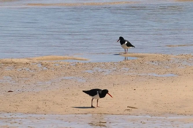 Oyster catchers and masked lapwings poking about in the midday sun at low tide, Main Beach, west of the barge ramp. Plus, an oyster catcher having a bath 🥰

This beach is on the south western shore of the island. It&rsquo;s the seasonal off-leash be