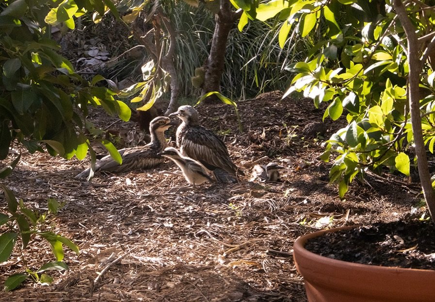 New babies in the neighbourhood on the north of the island.
🤎🤎Two bush stone-babies, now a couple of weeks old, nicely camouflaged against garden mulch.
These two parents have been trying for years &hellip; their previous attempts to hatch and brin