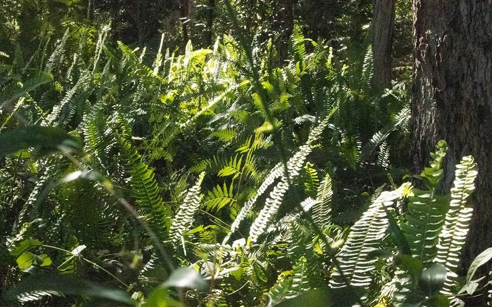 Fishbone fern on the Melaleuca Wetlands boundary
