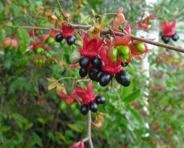 Ochna on the Melaleuca Wetlands boundary