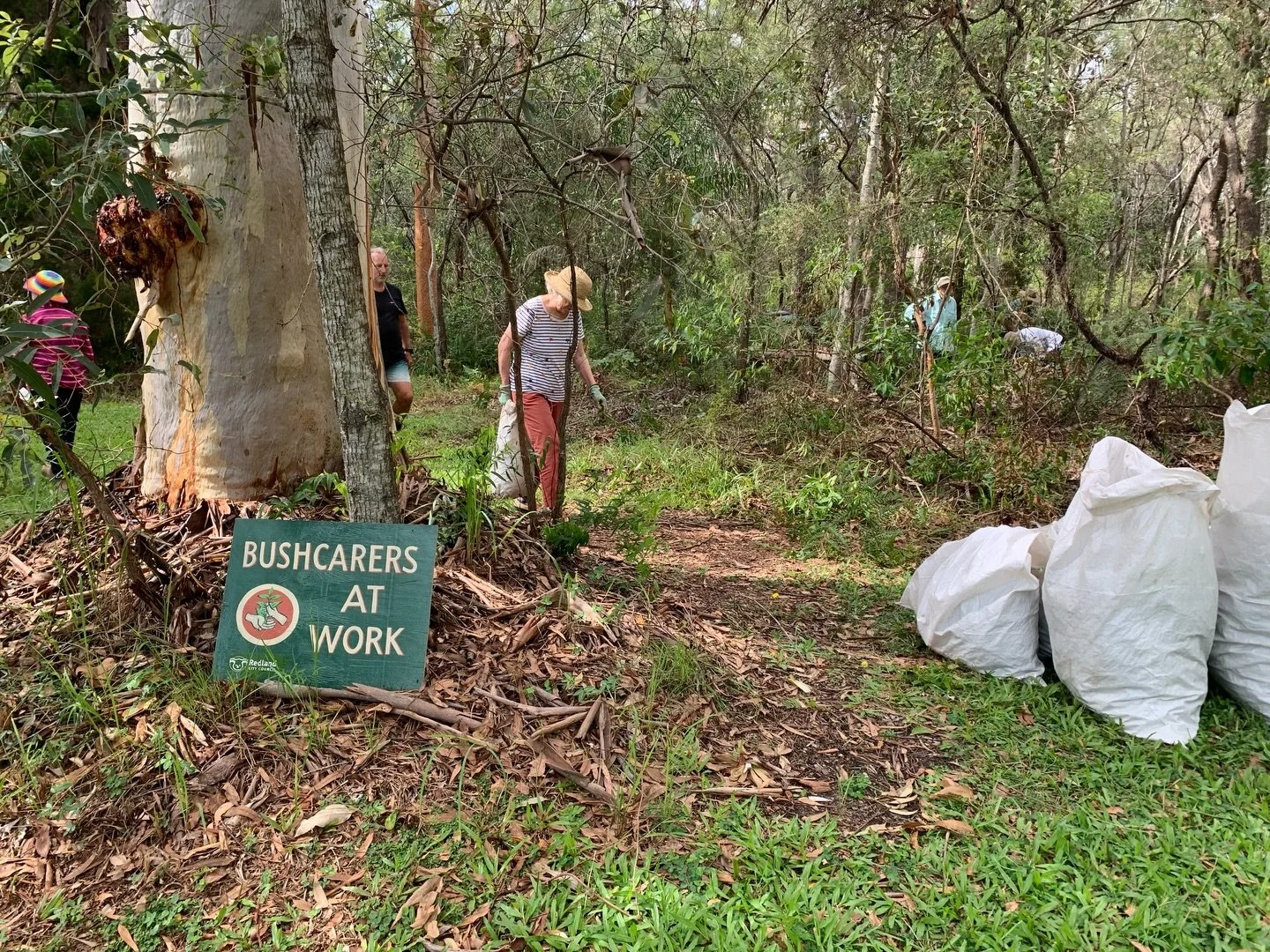 Ever head of Creeping Charlie or Swedish Ivy? Two common names for Plectranthus verticillatus, a low-lying plant or ground cover that was popular in Australian gardens and homes decades ago, and probably still is.

Lawn clippings and garden waste dum