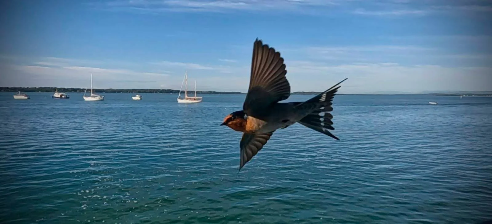 Rubbish Bins and Welcome Swallows: Local Government’s Perplexing Decisions