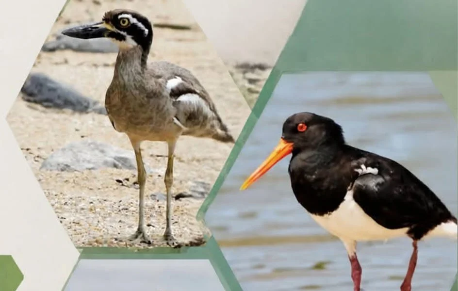 World Shorebird Day — on Coochiemudlo Island