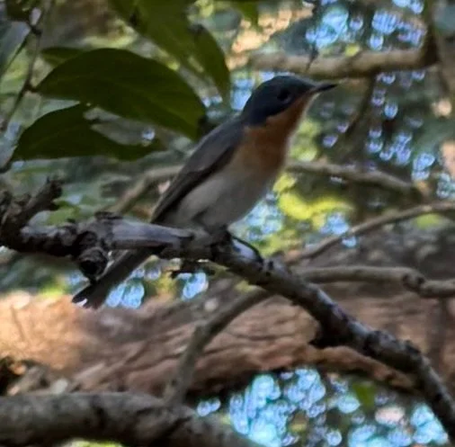 The Leaden Flycatcher is found across northern Australia and down the east coast of Australia, from the Kimberley region, Western Australia to eastern Victoria. It is a vagrant to the Mount Lofty Ranges, South Australia and to Tasmania. It is also fo
