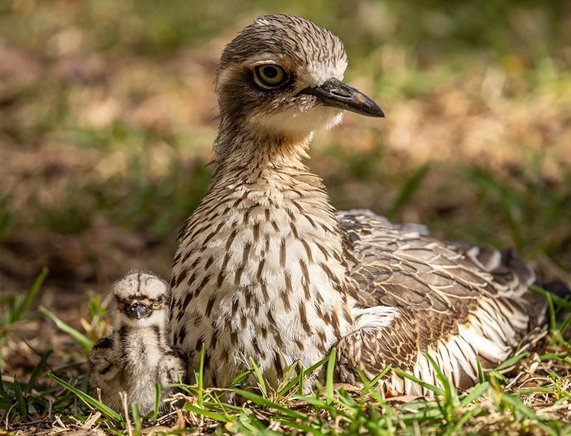 Bush stone-curlew resting with baby chick.