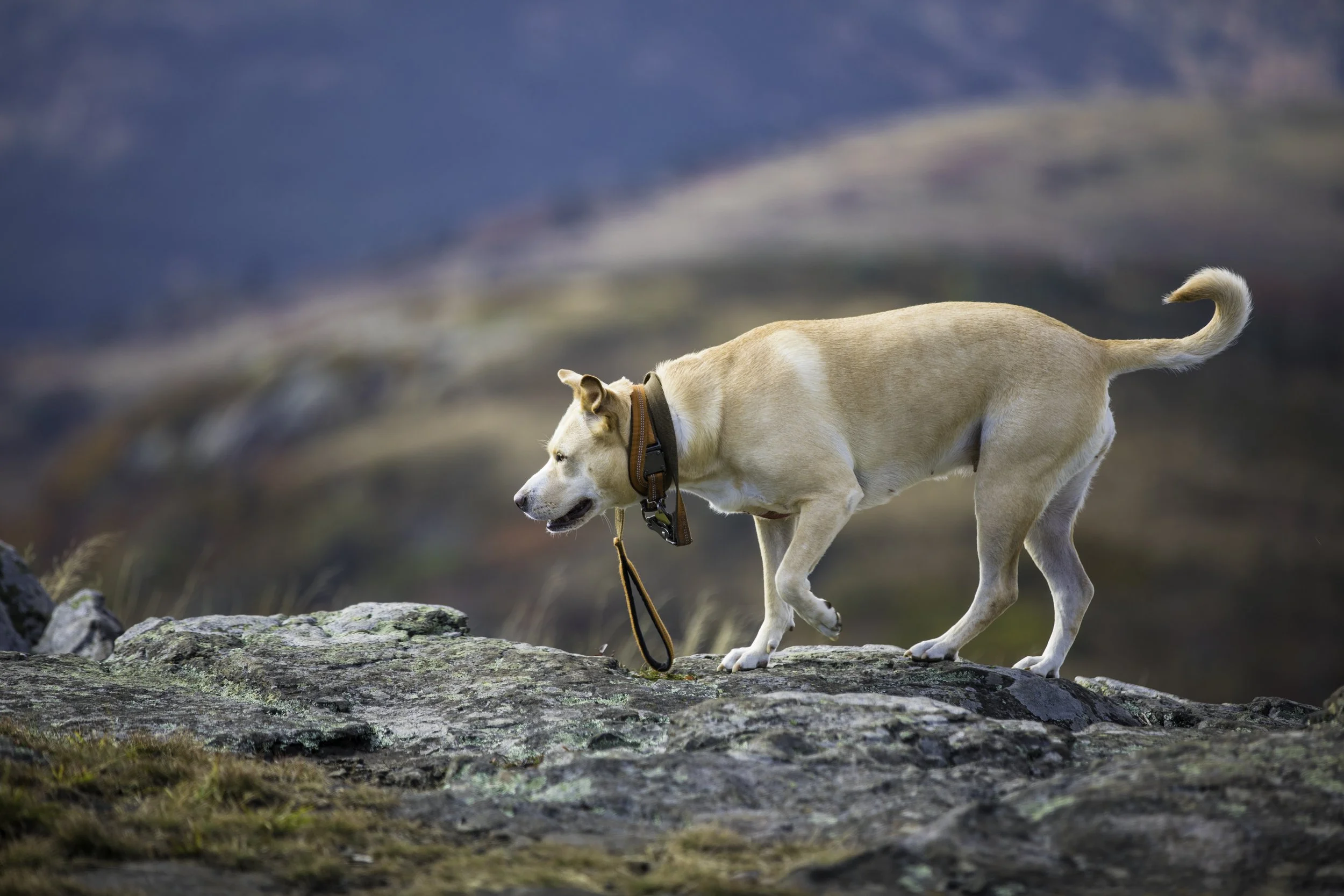 A dog walking on a rocky terrain outdoors.