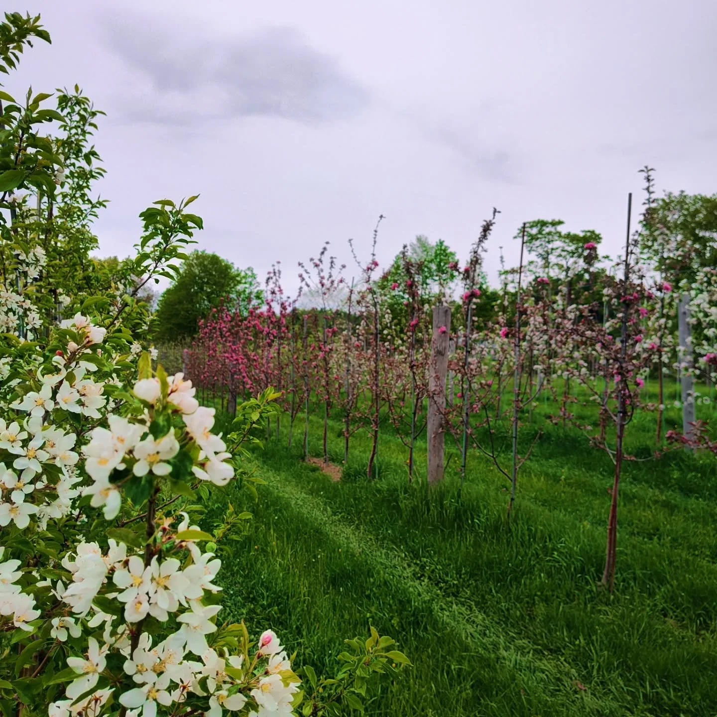 Bloom 2026! We are hopeful for a good fruit set and fortunate that freezing temps in April did not kill the buds. Many growers in more southern locations lost a large percentage of their crops due to that freeze. No one ever said farming was easy. 

