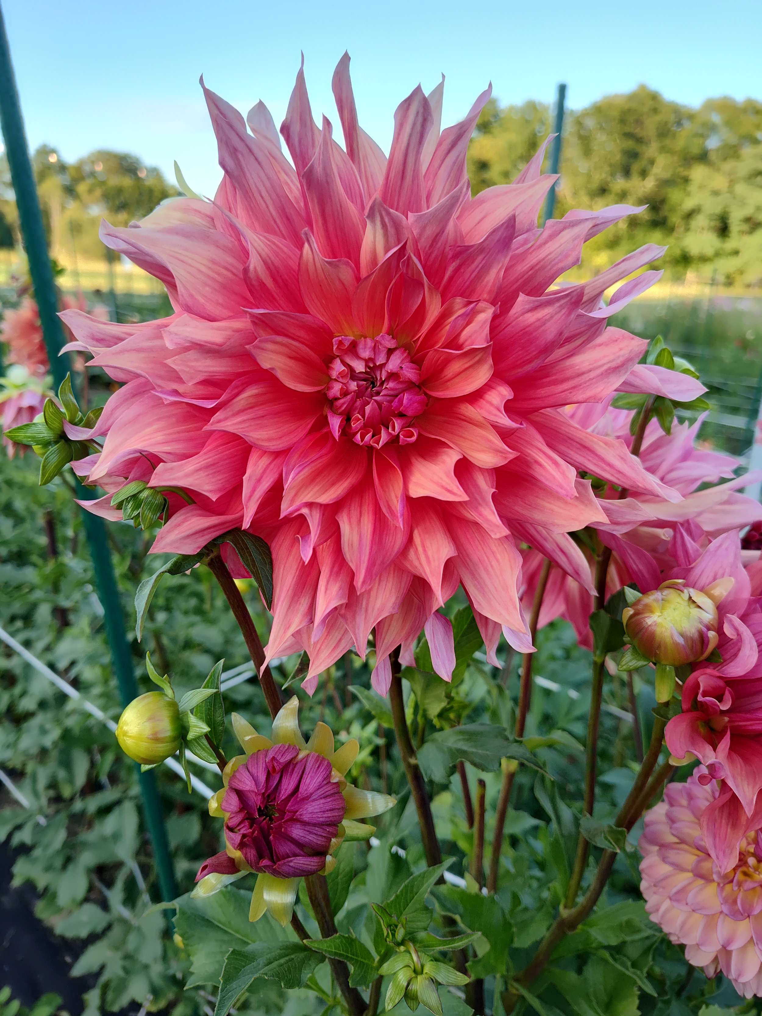 Dahlia Field Opening Day
