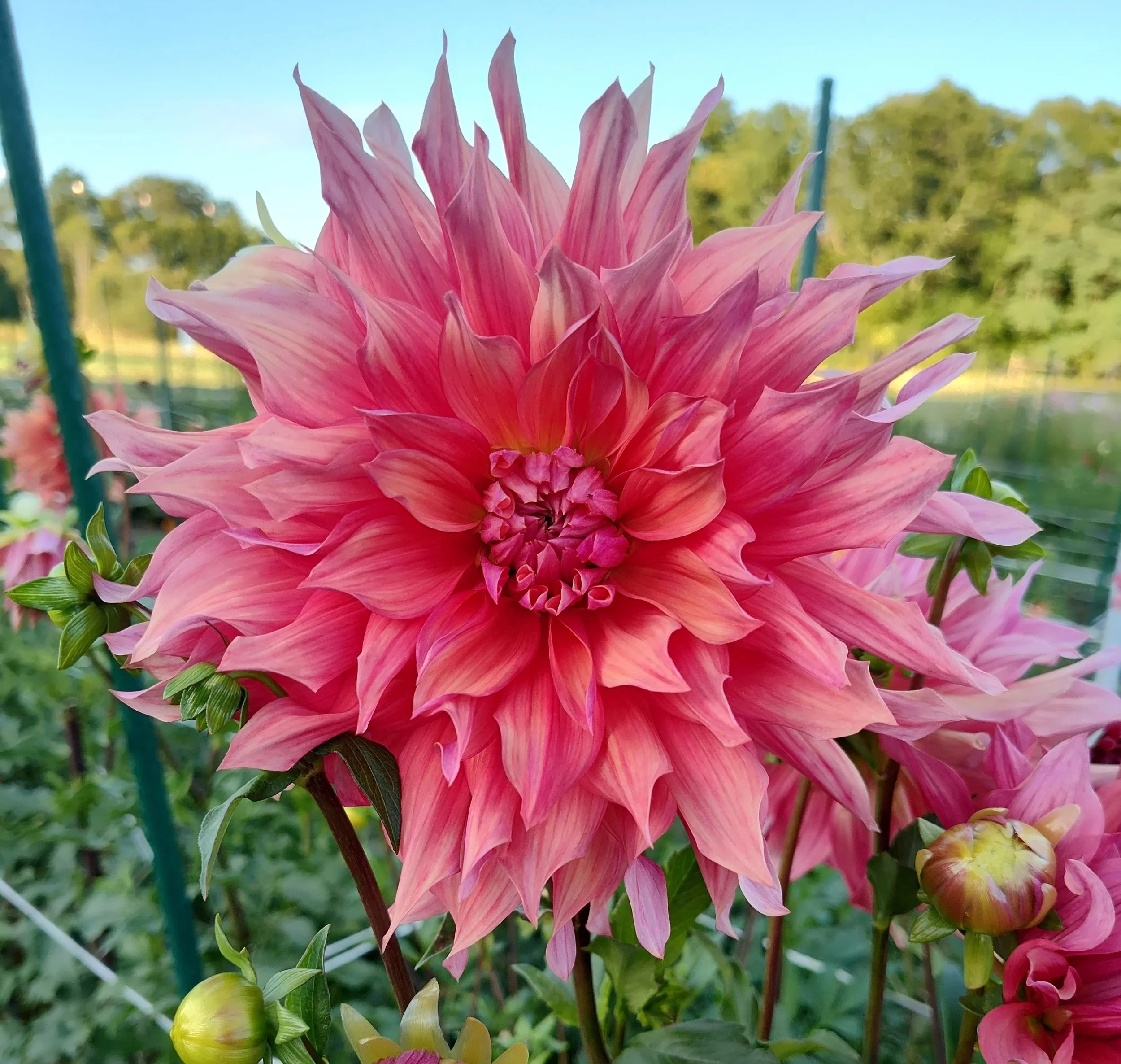 The Dahlia Table: A Dining Event at the Farm