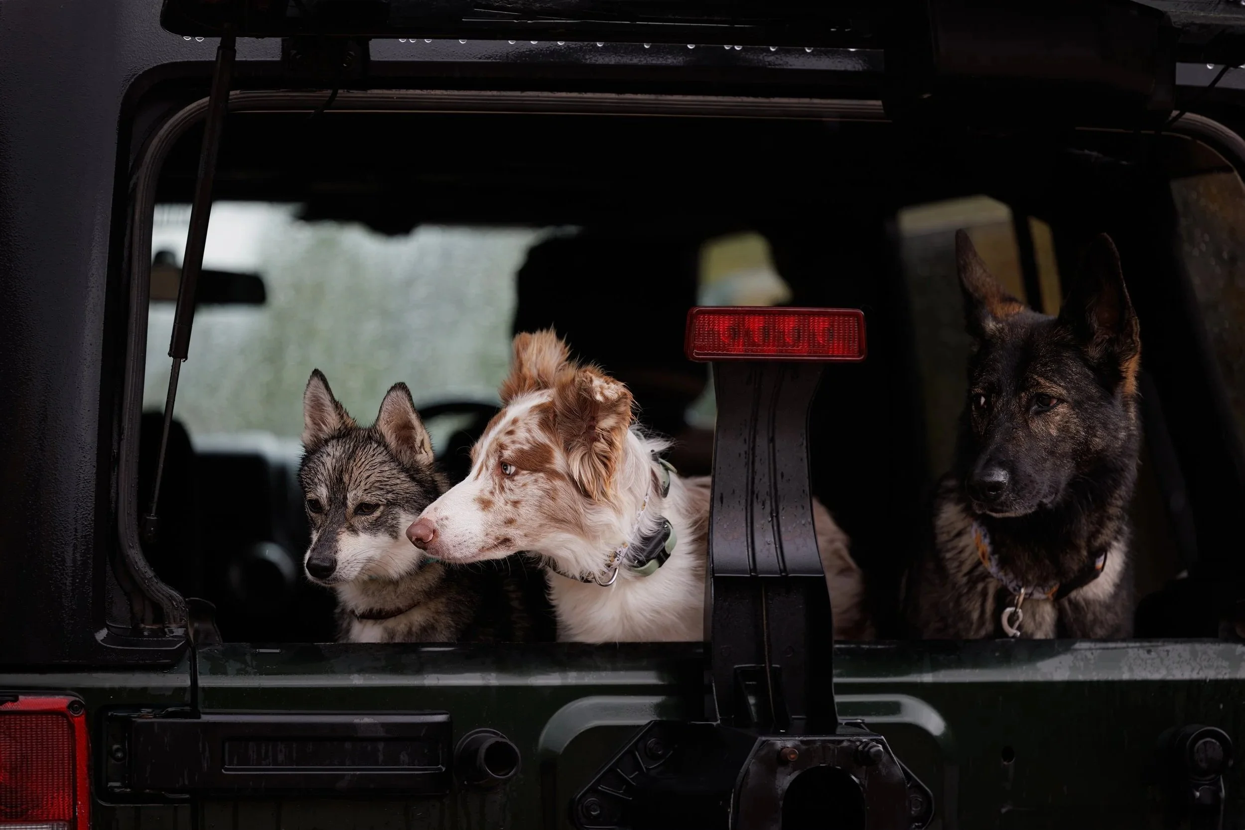 Three dogs sitting inside a vehicle with a window open, wet on a rainy day.