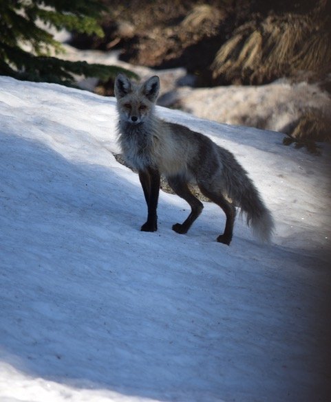 Silver Fox Picture taken by John Andrews