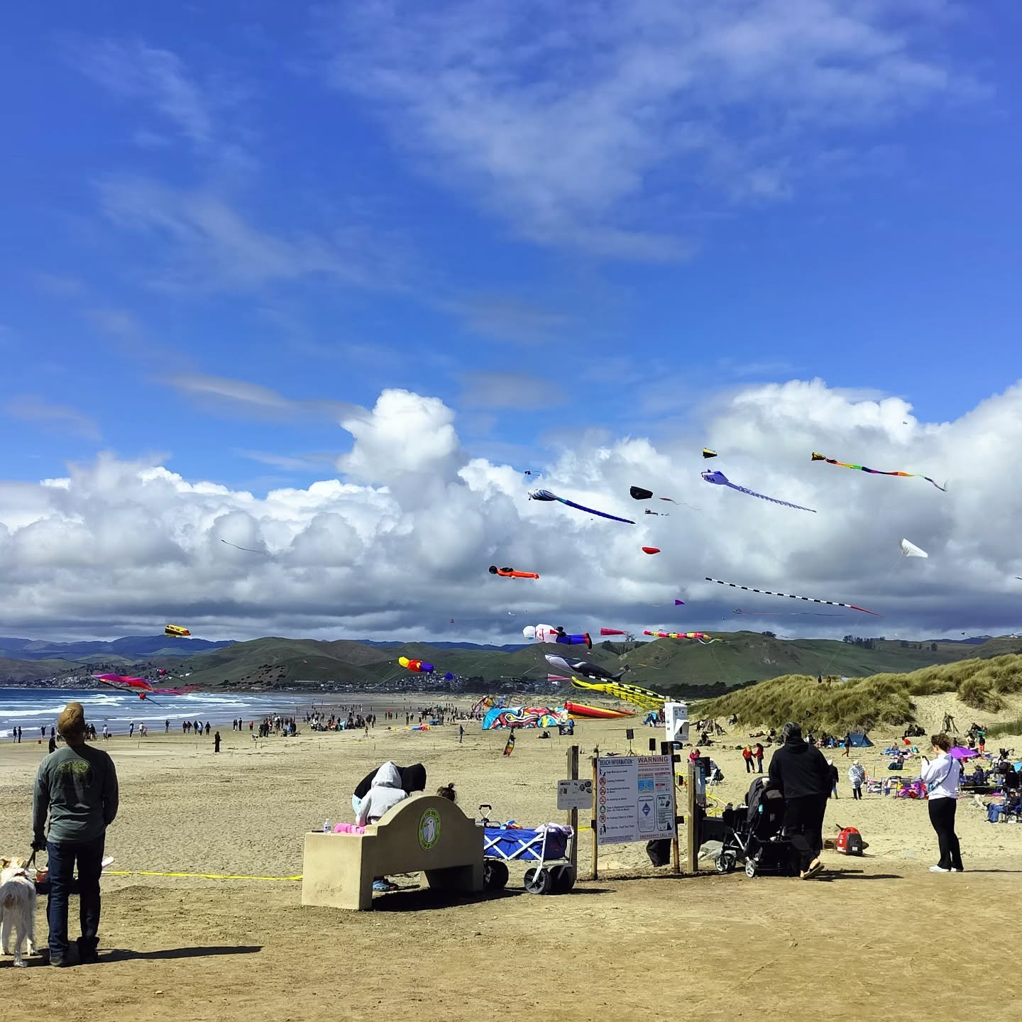 Who can ask for better weather or a better view for the Morro Bay Kite Festival?! Come on down to Morro Rock @morrobayca for beautiful views, excellent food, wonderful people and incredible kites!! And don't worry, we won't TELL if you don't buy any