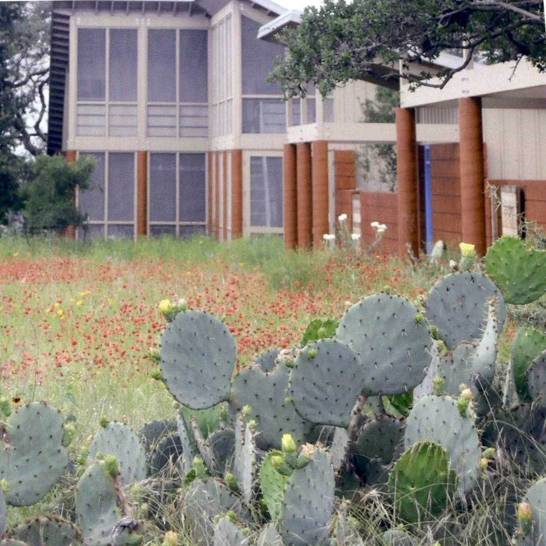 view with cactus.jpg