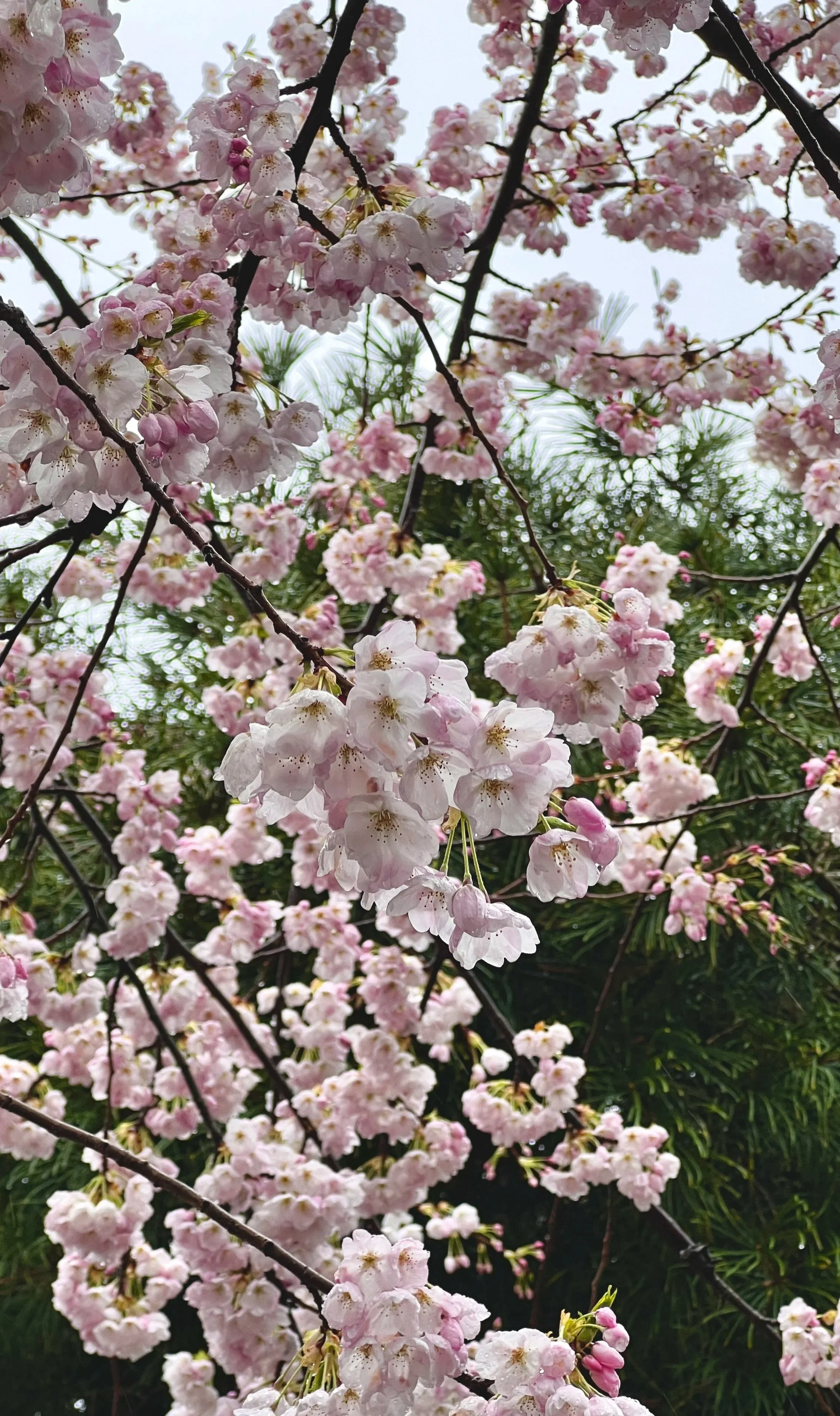 Cherry+Blossoms.jpg
