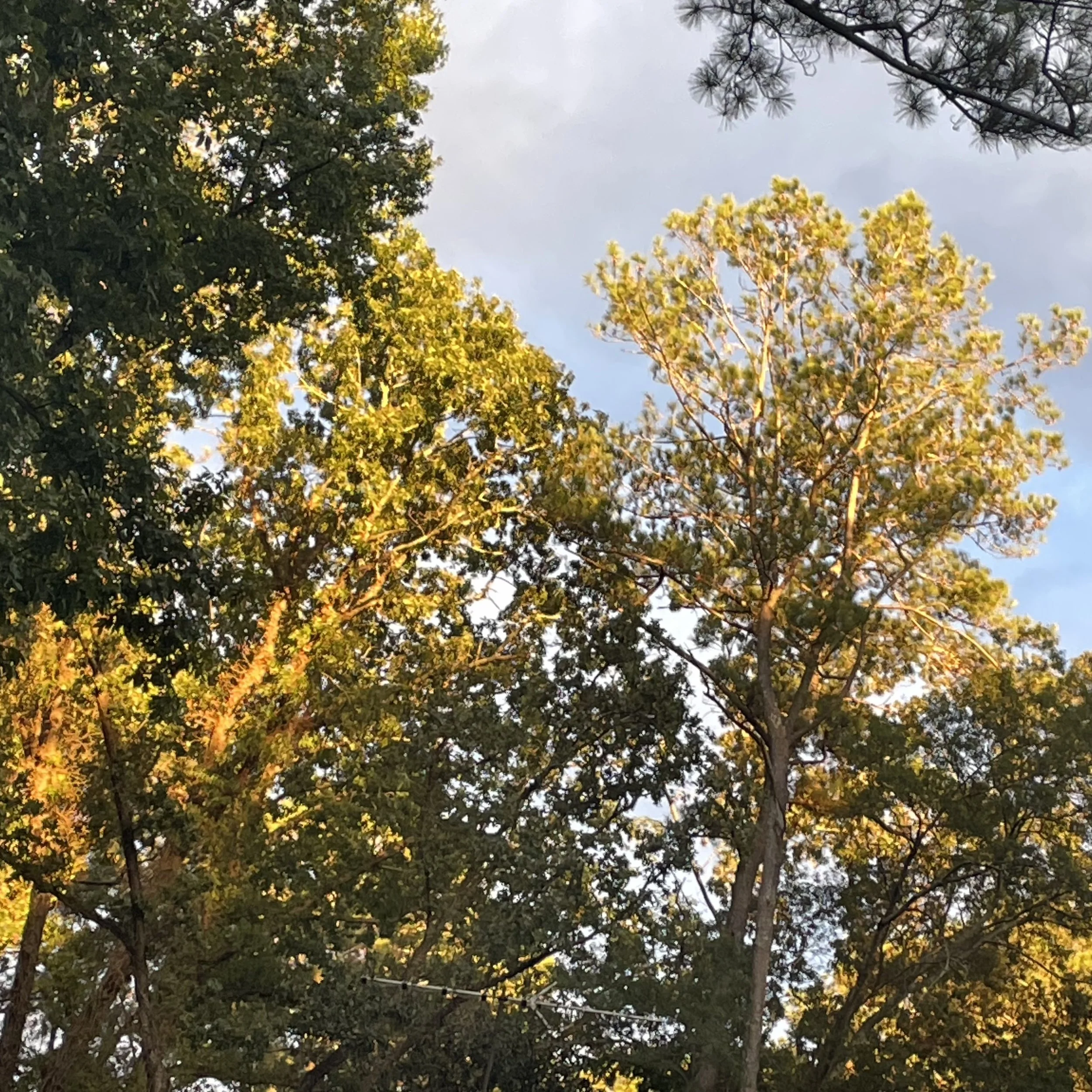 Fall into Wellness: Detox Your Body with Reflexology and Natural Products