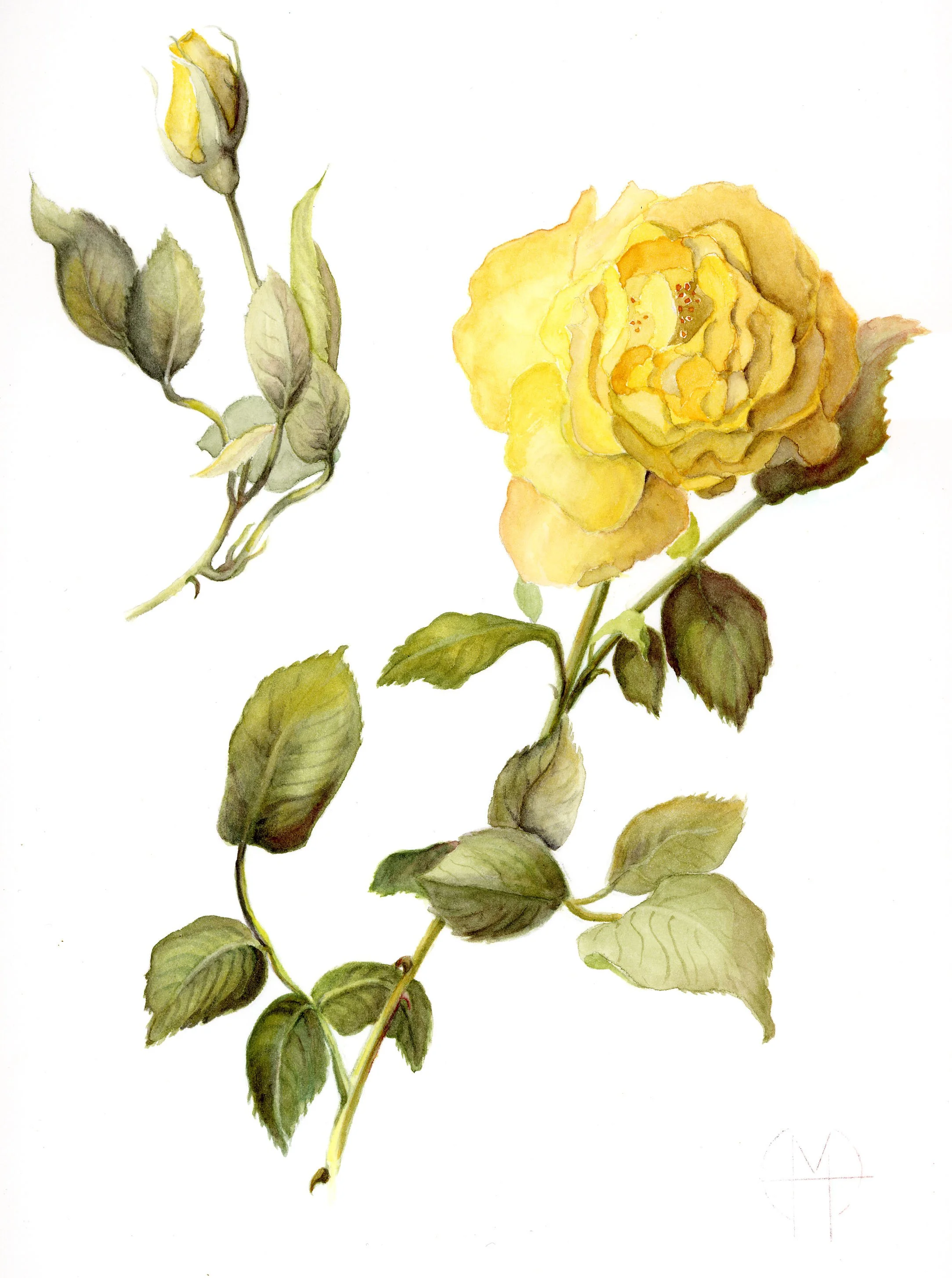Yellow Rose