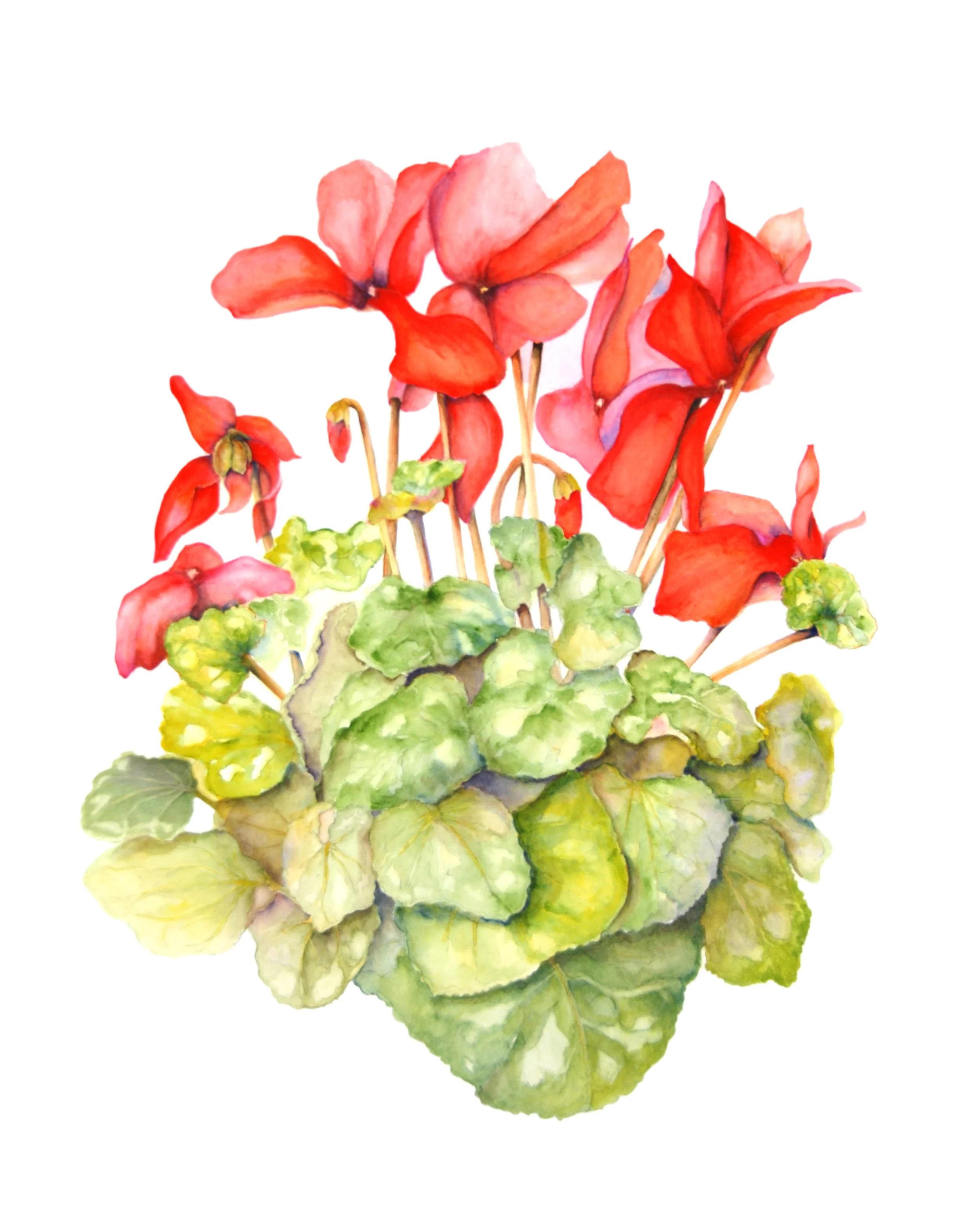 Cyclamen