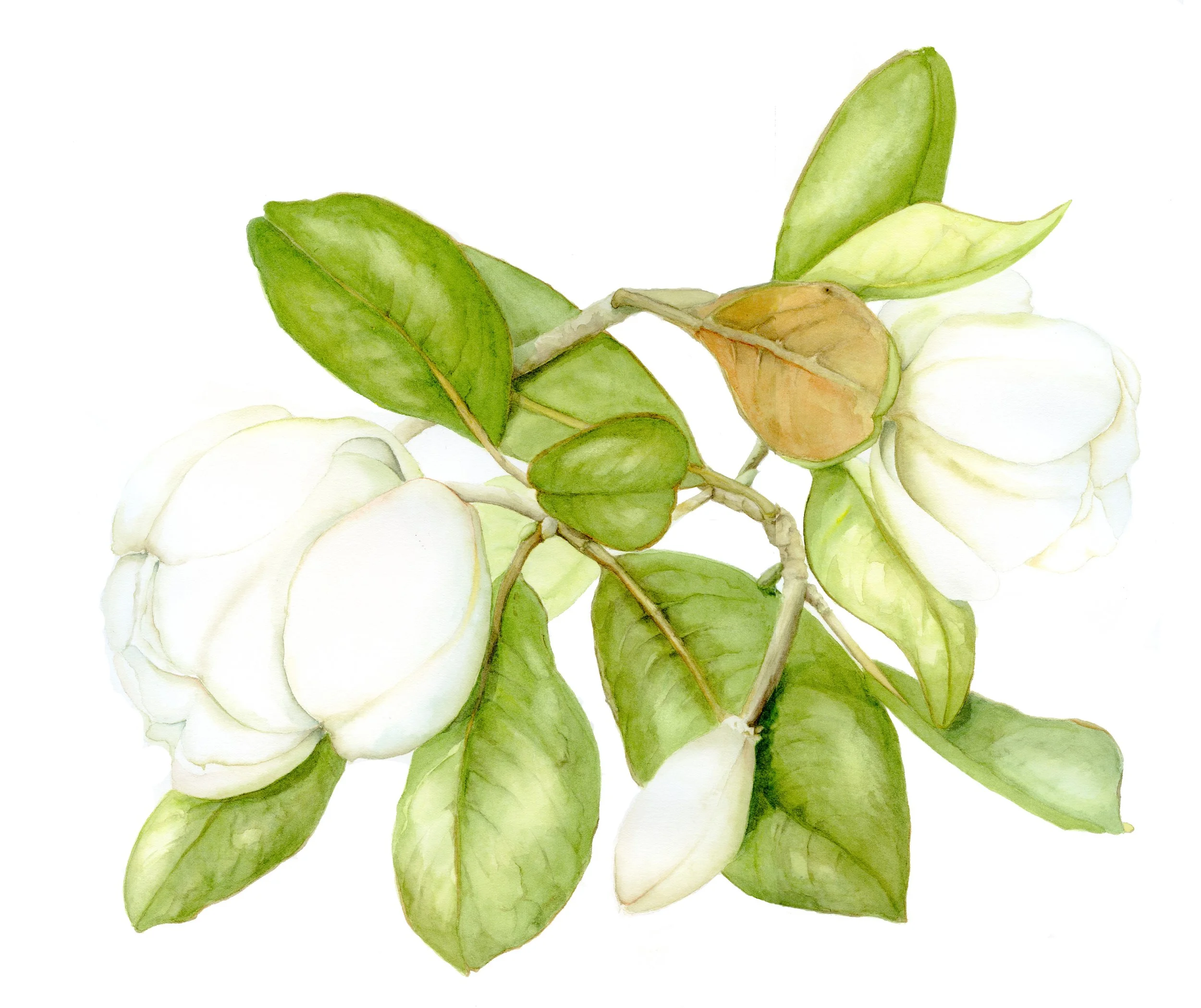 Magnolia
