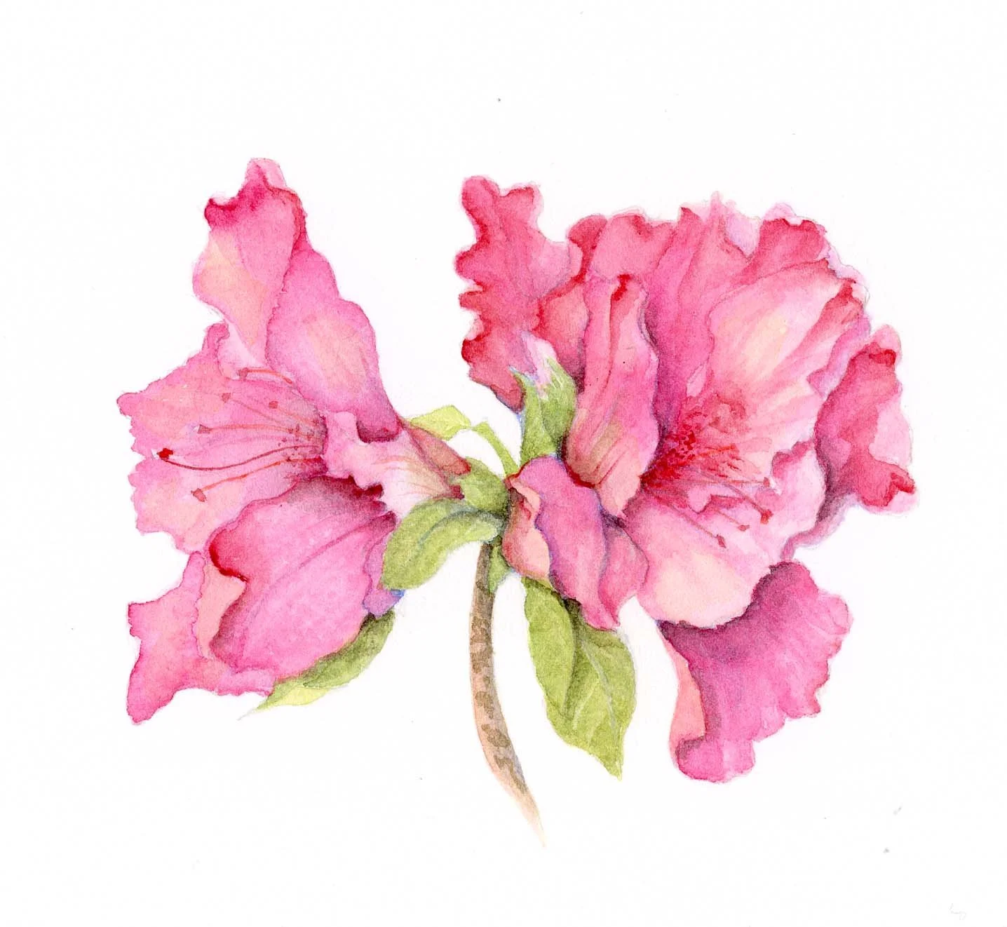 Azalea
