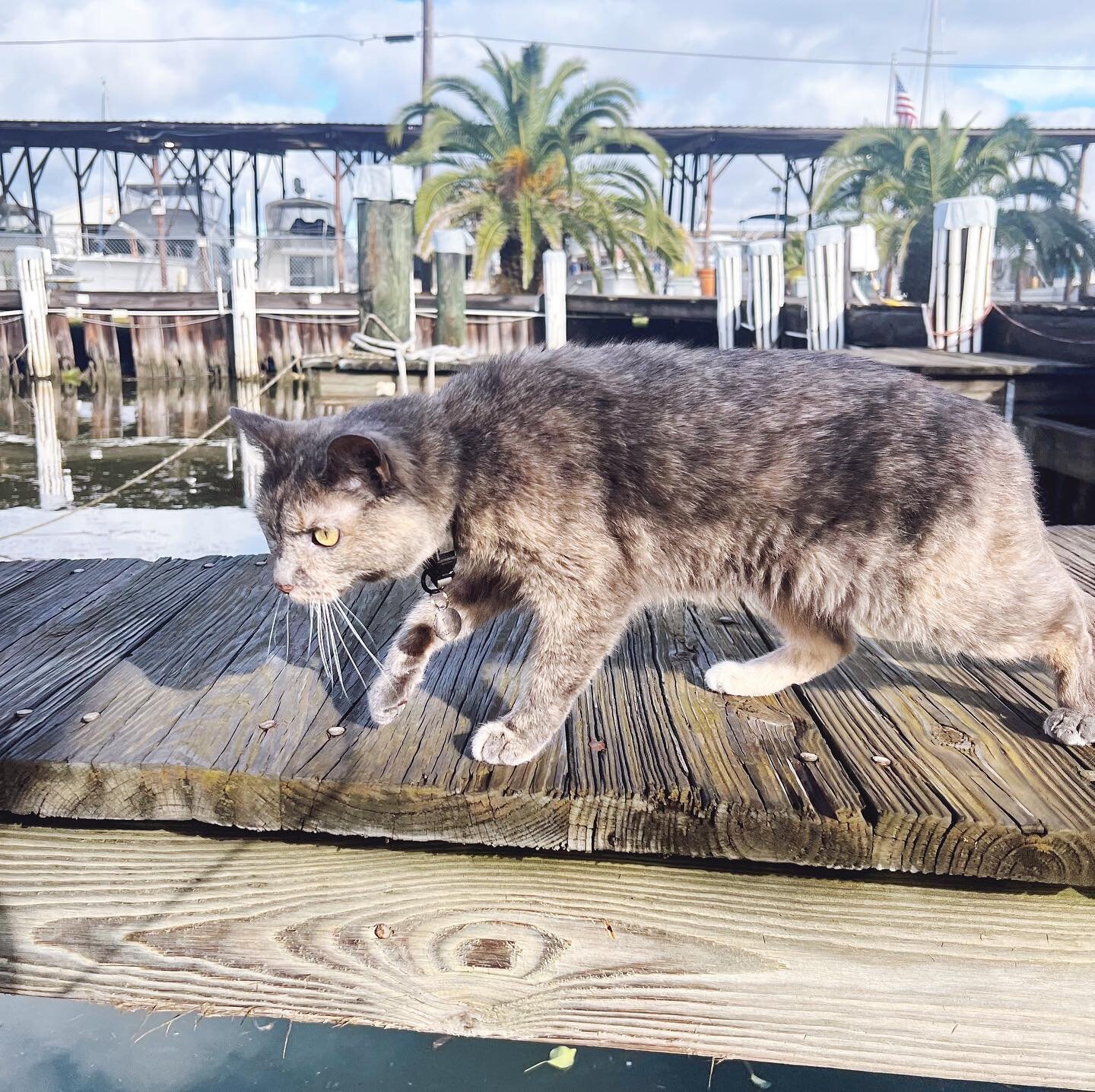 dock cat at dog river 🐶 #catdog