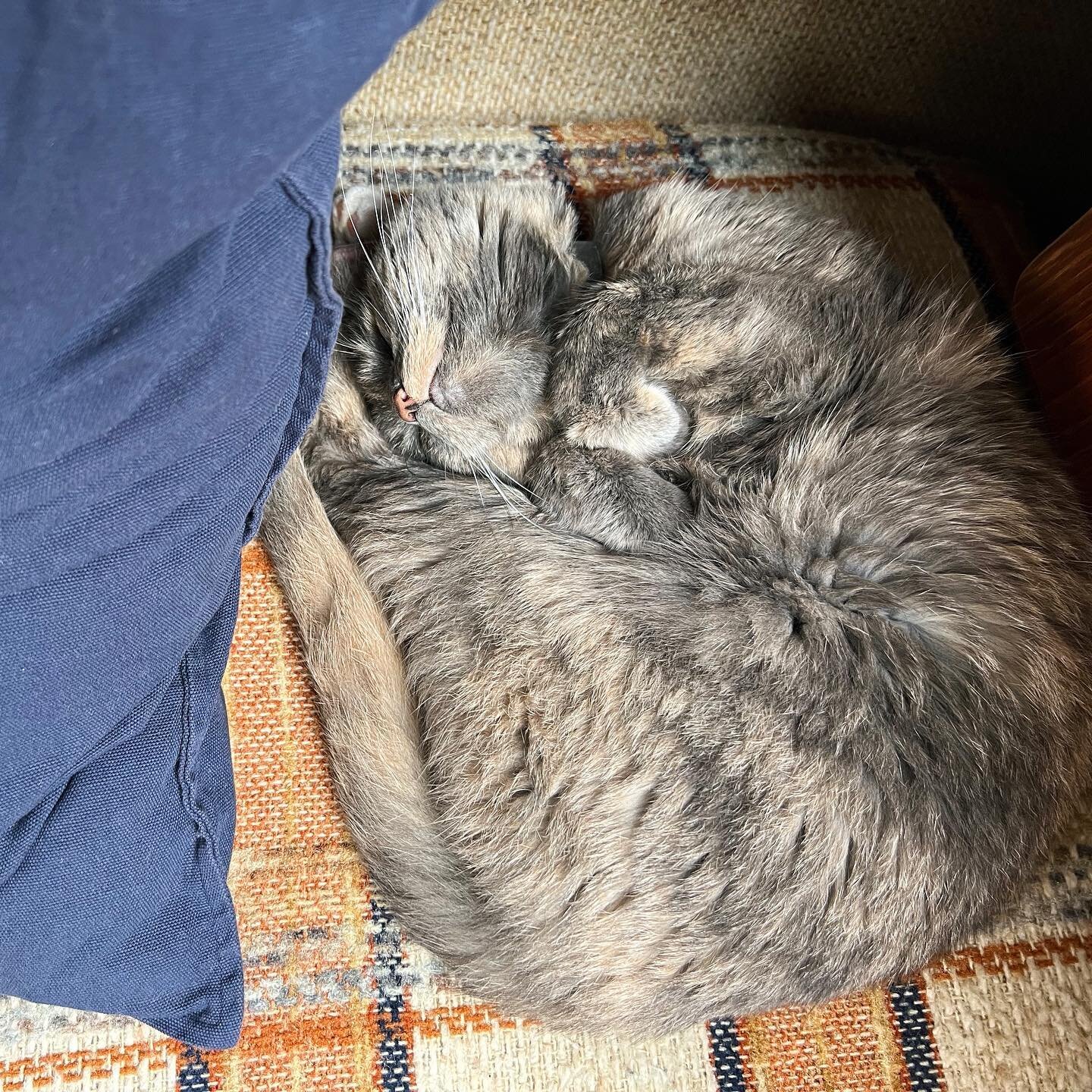 comfy cutie kitty 😴 #buttonnose