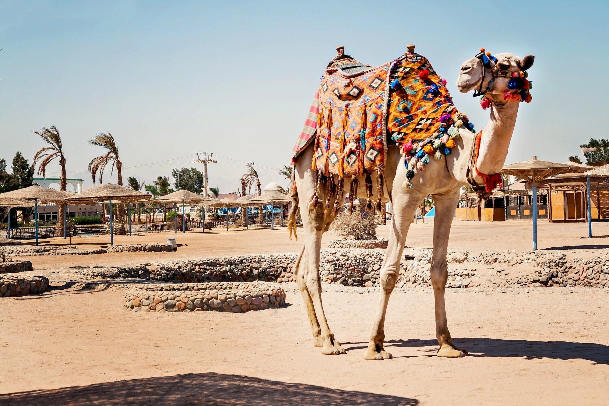 Hurghada camel .jpg
