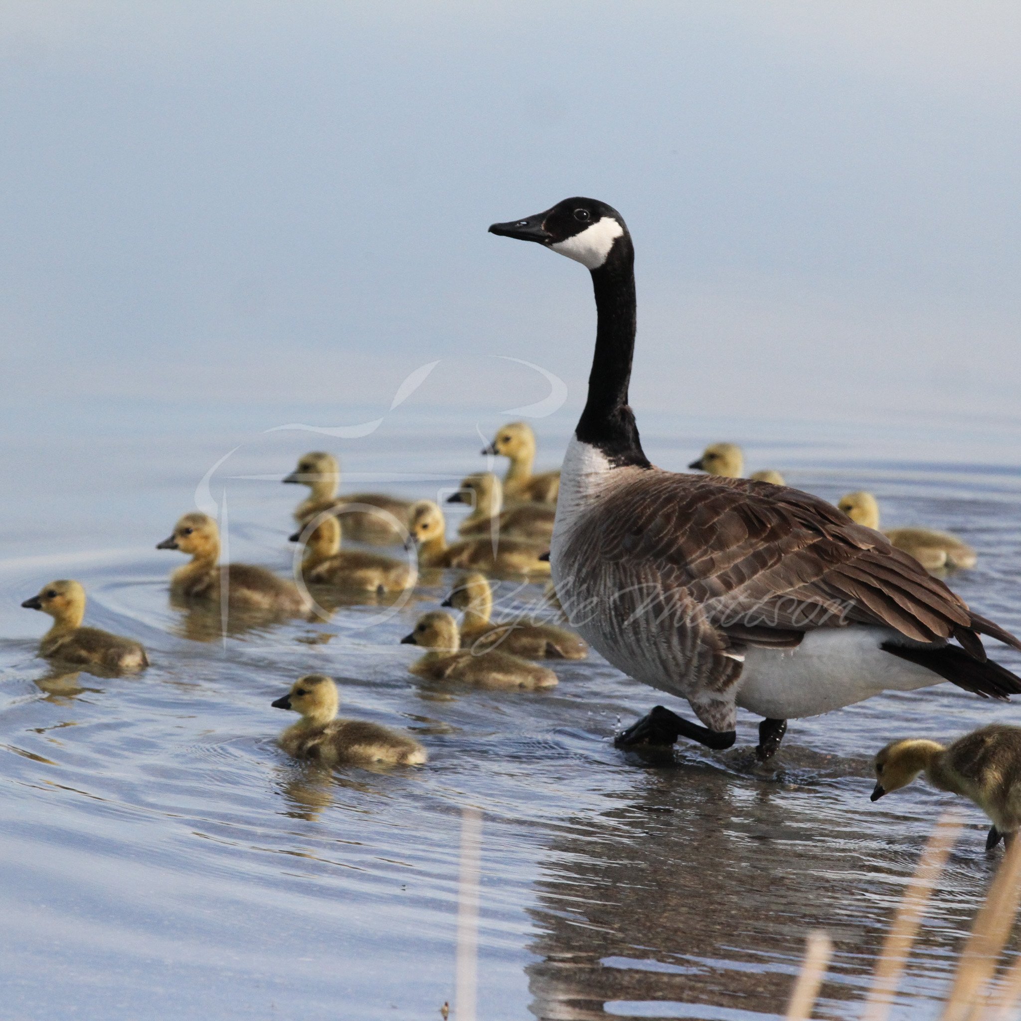 Follow Mama