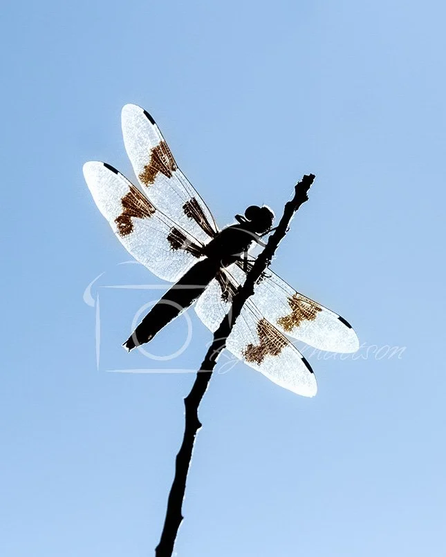 Lace of the Sky.jpg