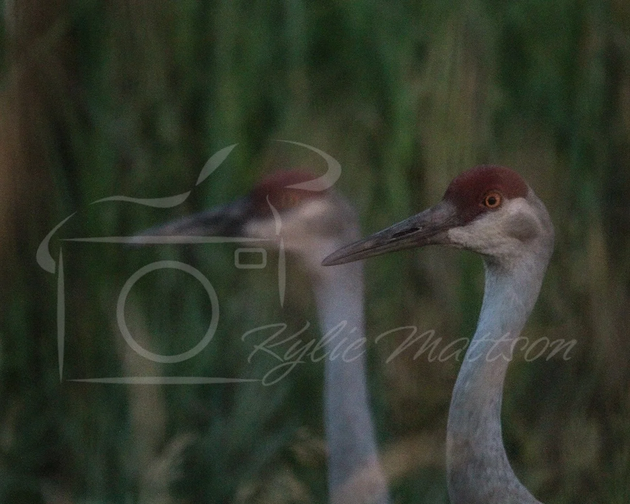 Crane Reflection.jpg