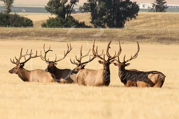 Elk.jpg