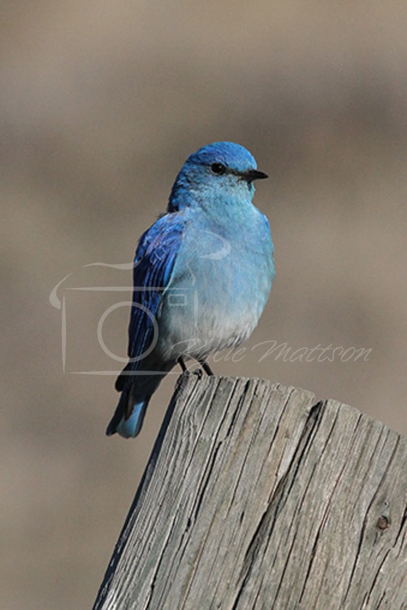 Bluebird