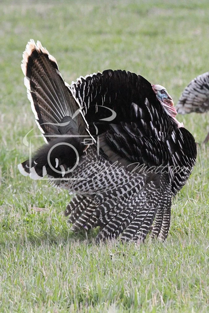 Strut in Profile-1.jpg