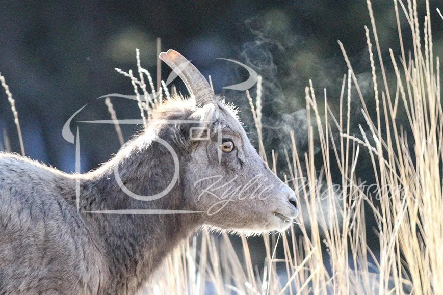 Ewe's Mist.jpg