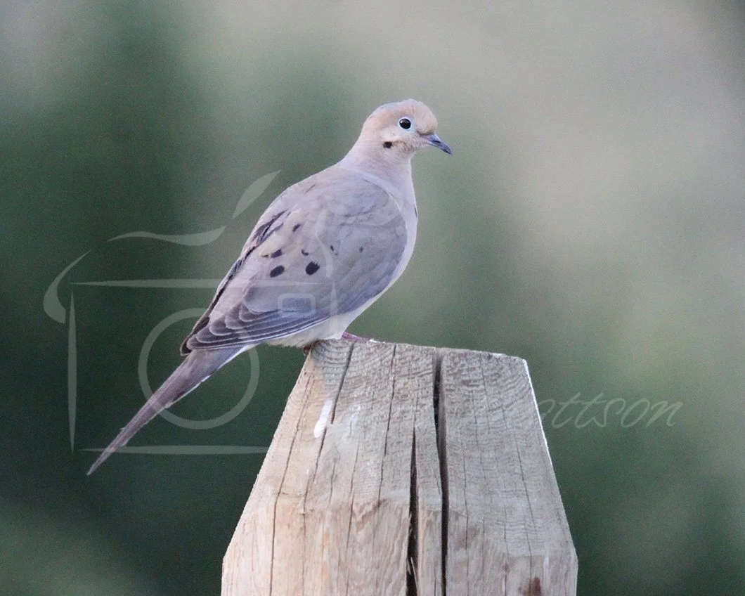 Mourning Dove.jpg