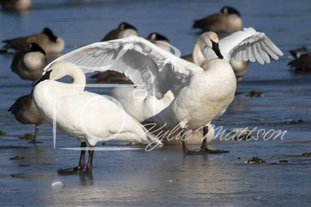 Serenity On the Ice.jpg