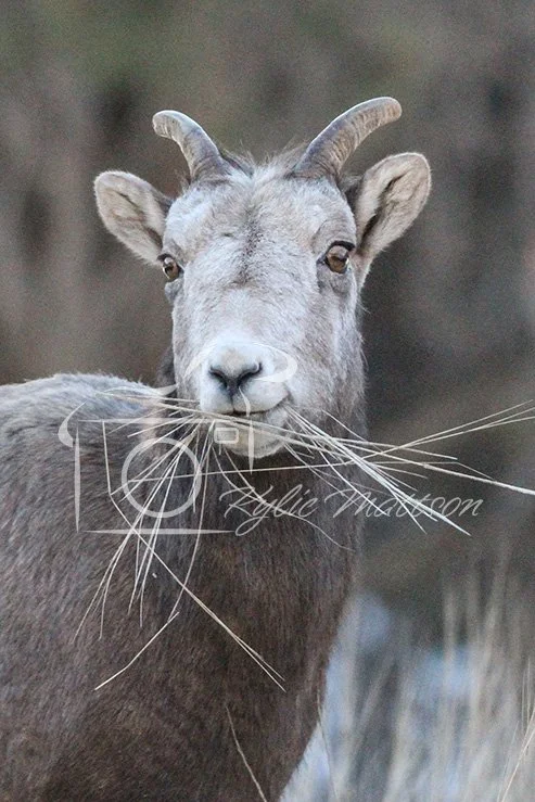 Ewe's Meal.jpg