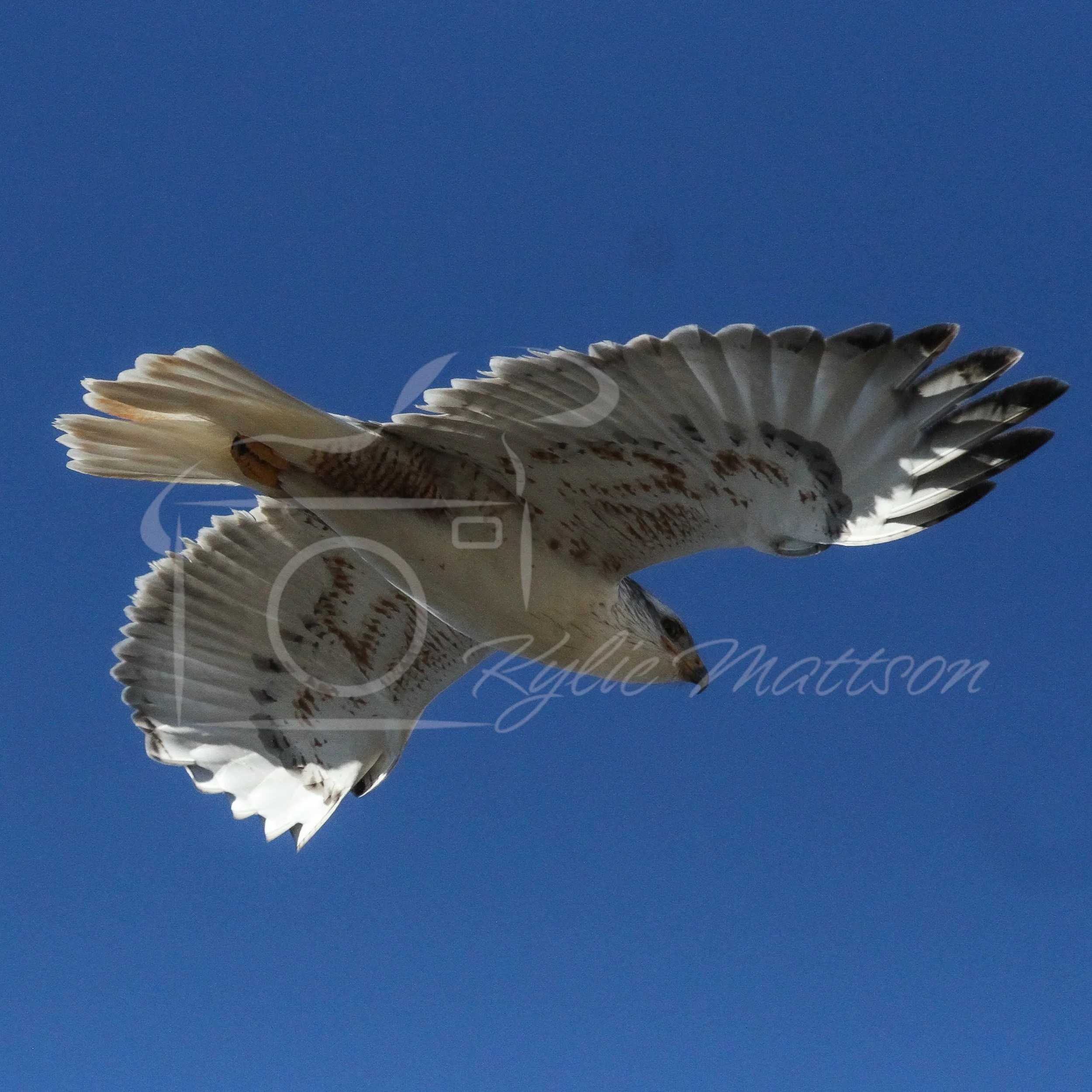 Ferruginous Hawk