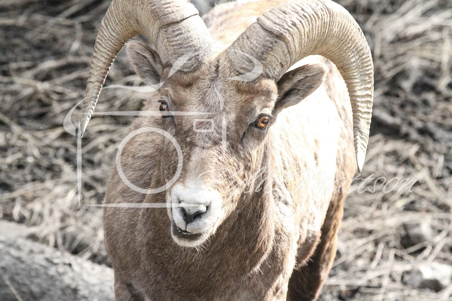 Ram's Hello.jpg