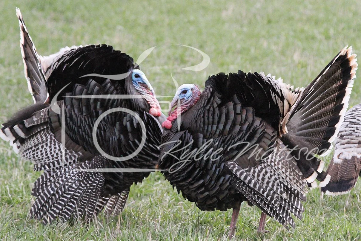 Feather Duel.jpg
