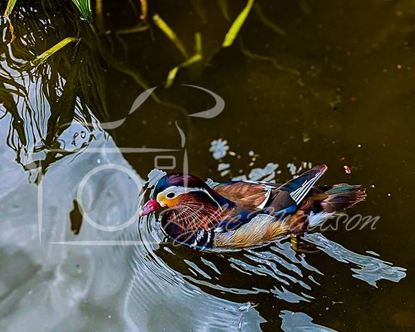 Mandarin Duck.jpg