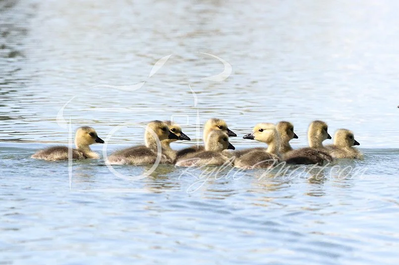 Goslings, Little Ones.jpg