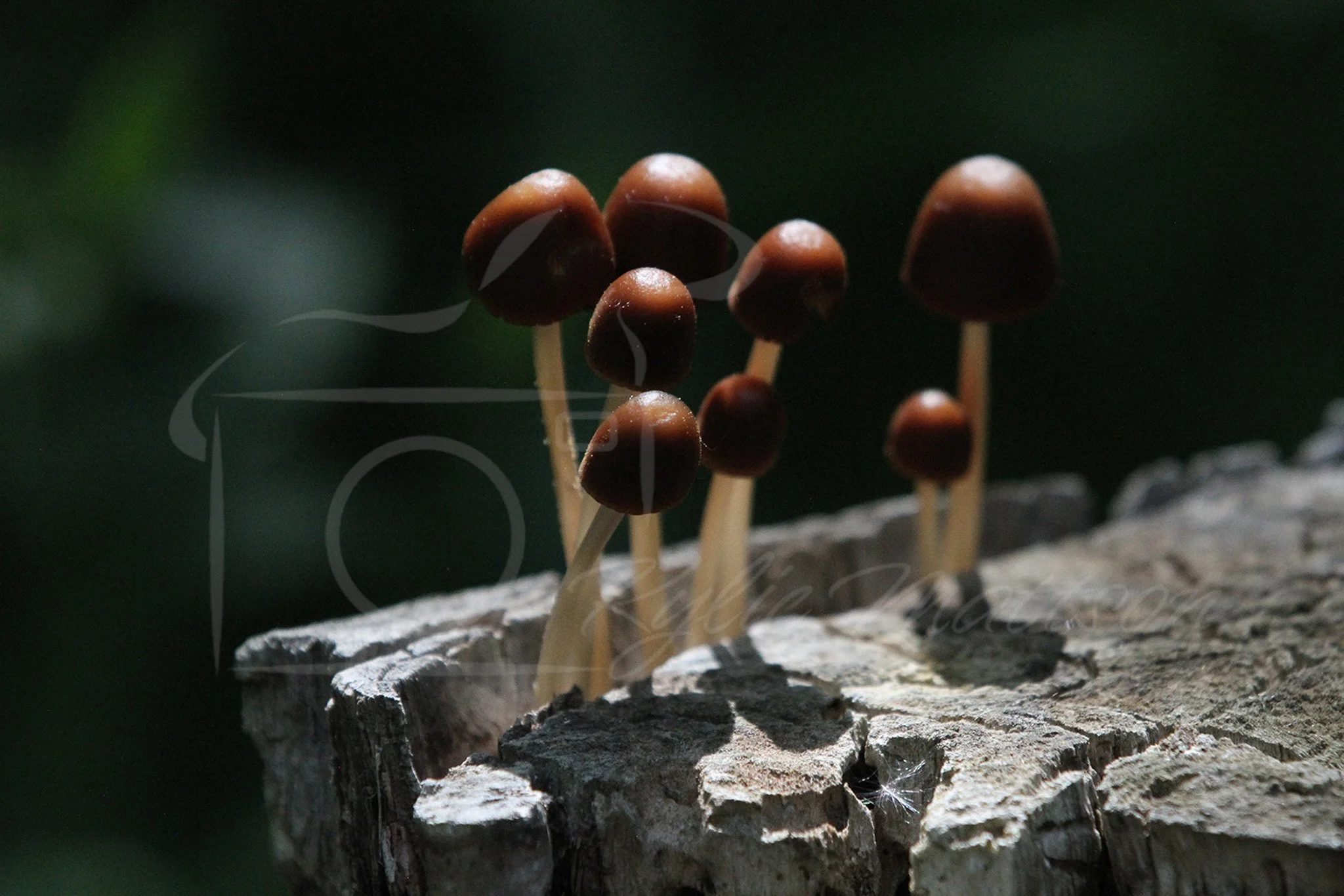 Deconica Mushrooms.jpg