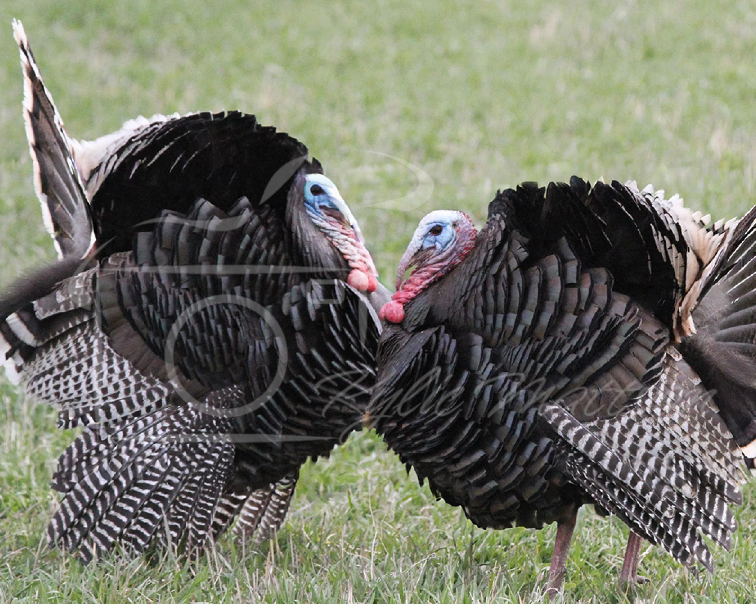 Feather Duel