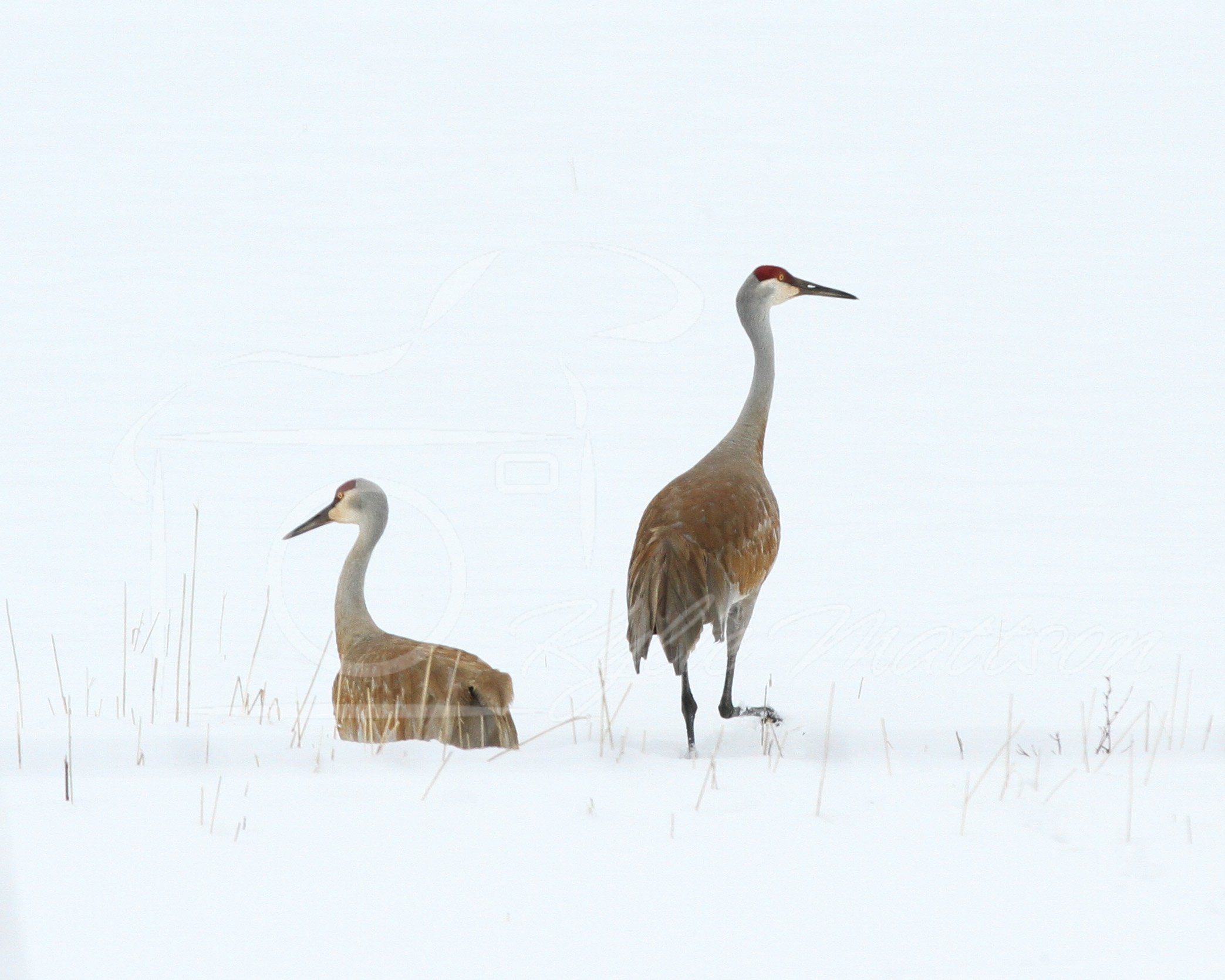 Cranes in Snow