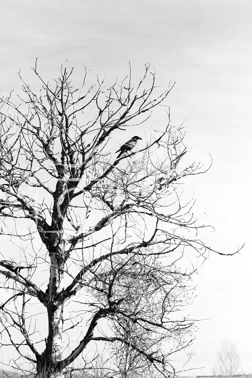 Perched Silence.jpg