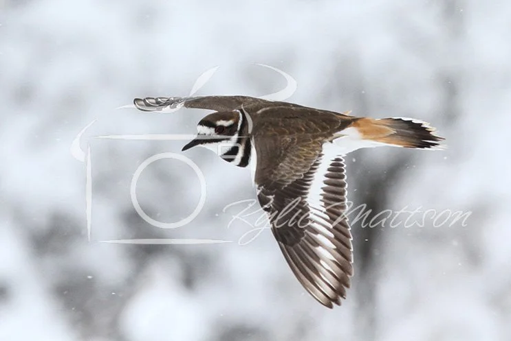 Killdeer Glide.jpg