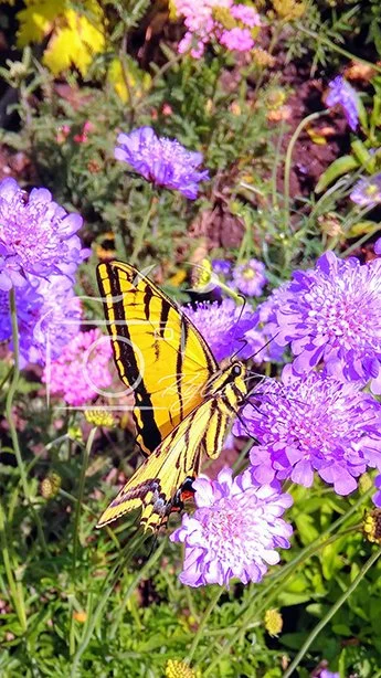Eastern Tiger Swallowtail.jpg
